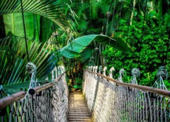 Amazonas, el pulmón de la Tierra