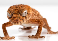 Mascotas en espacios reducidos